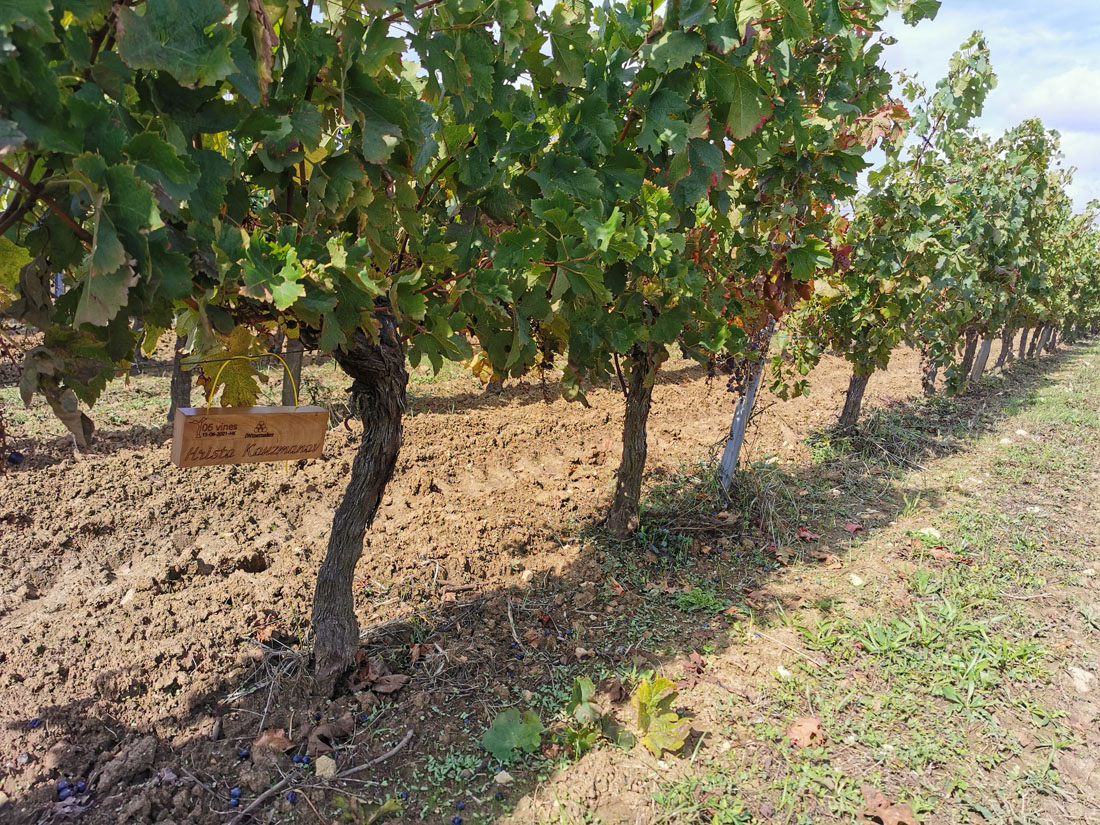 Виноградник на урожай